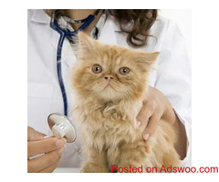 Symptoms of Illness in Cats - Animal Hospital in Bowmanville, ON