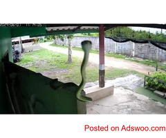 Snake Makes Hilarious First Contact With CCTV Camera
