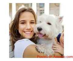Helping a Senior Dog Settle In - Veterinarian in Plano, TX