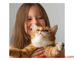 Pros And Cons of Getting Your Child A Cat - Vet in Frisco, TX
