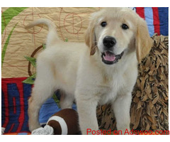 healthy golden retriever puppy for sale