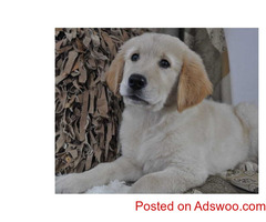 healthy golden retriever puppy for sale