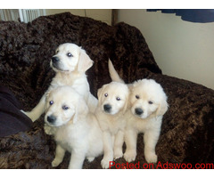 Golden Retriever Puppies Ready Now