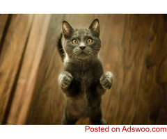 Fluffy’s Pet Peeves - Veterinarian in Hyattsville, MD