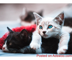 Helping Cats Get Along - Animal Hospital in Washington, DC