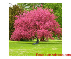 2 pack 100 Seeds - Pink Dogwood Tree Seeds for Planting | Cornus Capitata Angustata Kousa Ornamental