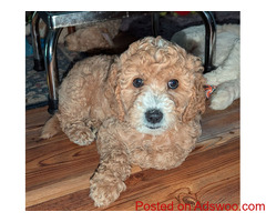Golden Doodle Puppies For Sale