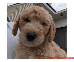 Golden Doodle Puppies For Sale