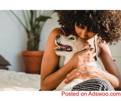 Dog Gone Taxi: Safe and Dependable Pet Transport Services for Your Furry Friends