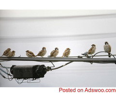 Airborne Animals: Trusted as the Best Pet Delivery Service Nationwide