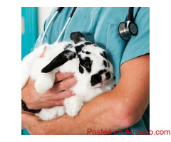 6 Reasons to Adopt a Rescued Rabbit - Vet Clinic in Covington, GA