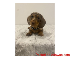 Dachshund Puppies For Sale