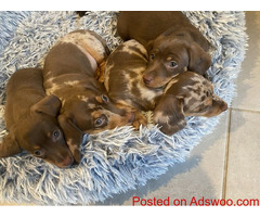 Dachshund Puppies For Sale