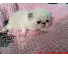 Exotic Shorthair Cats For Sale
