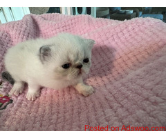 Exotic Shorthair Cats For Sale