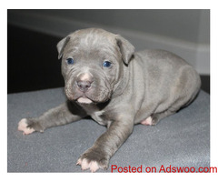 Purebred Staffy Puppies from Blues Taffy Pups