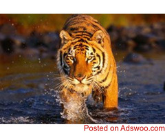 Package Tour Operator For Sundarban