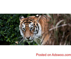Package Tour Operator For Sundarban