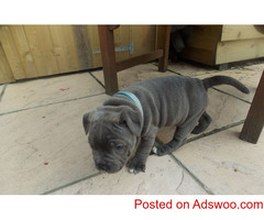 Why Should You Adopt a Home Train Staffy Puppies?