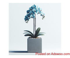 Beautiful Orchids for Mother's Day | Donyas Florals