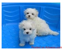 Healthy Male and Female Maltese puppies