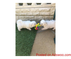 Healthy Male and Female Maltese puppies