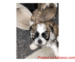 Ready Now Beautiful Shih Tzu 3 Puppies Left