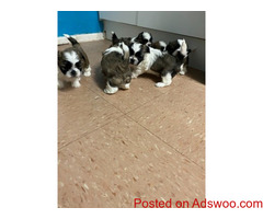 Ready Now Beautiful Shih Tzu 3 Puppies Left
