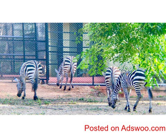 Animal Exchange Services in Thailand