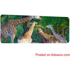 Animal Exchange Services in Thailand