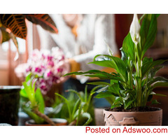 Best Nurseries in West LA | UrbanJunglePlantsandPottery