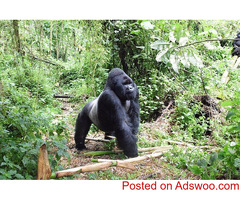 Ubuntu Voyages - Immersive Gorilla Trekking Safaris: Unforgettable Wildlife