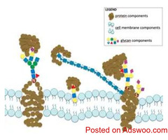 Glycoproteomics Solutions | Glycodepot - Advanced Glycoprotein Analysis