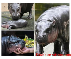 Adorable Baby Hippo Moo Deng Gets His Own Live Feed: Watch 24/7
