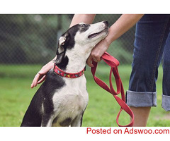 Reliable Dog Sitting Services in Haslemere