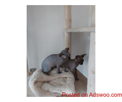 Amazing Sphynx kittens available now