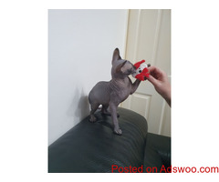 Amazing Sphynx kittens available now
