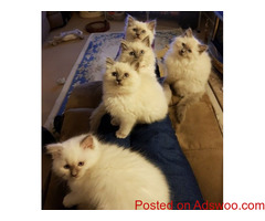 Ragdoll kittens ready now 10 weeks