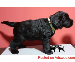 Giant Schnauzer puppies