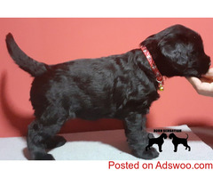Giant Schnauzer puppies