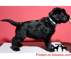 Giant Schnauzer puppies
