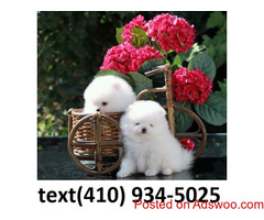 Super Cute Top Quality Tcup Pomeranian Puppies for sale!