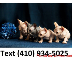 Amazing sphynx kittens ready for new homes!!