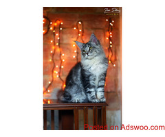 Maine coon kitten (FEMALE ns22) XXL + VIDEO