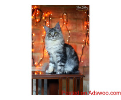 Maine coon kitten (FEMALE ns22) XXL + VIDEO