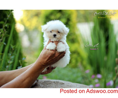 Sweet Maltese puppy XXS size MINI