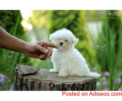 Sweet Maltese puppy XXS size MINI