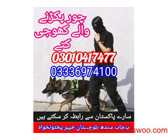 Army dog center islamabad 03336974100