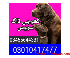 Army dog centre taxila 03455644331