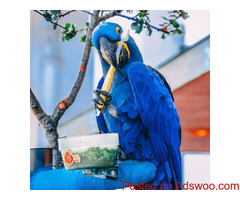 Taking Birds for Sale at Talking Parrots Island